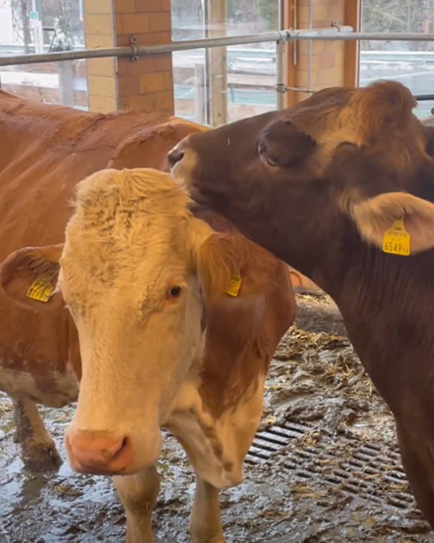 Unsere Tiere